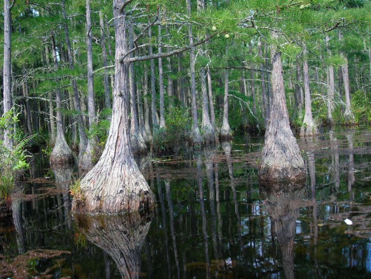 Goodale State Park, South Carolina, USA